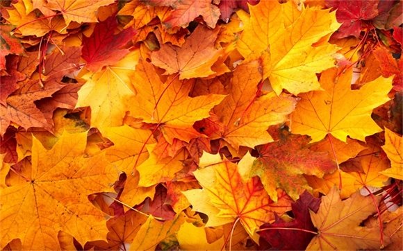 Fall leaves image