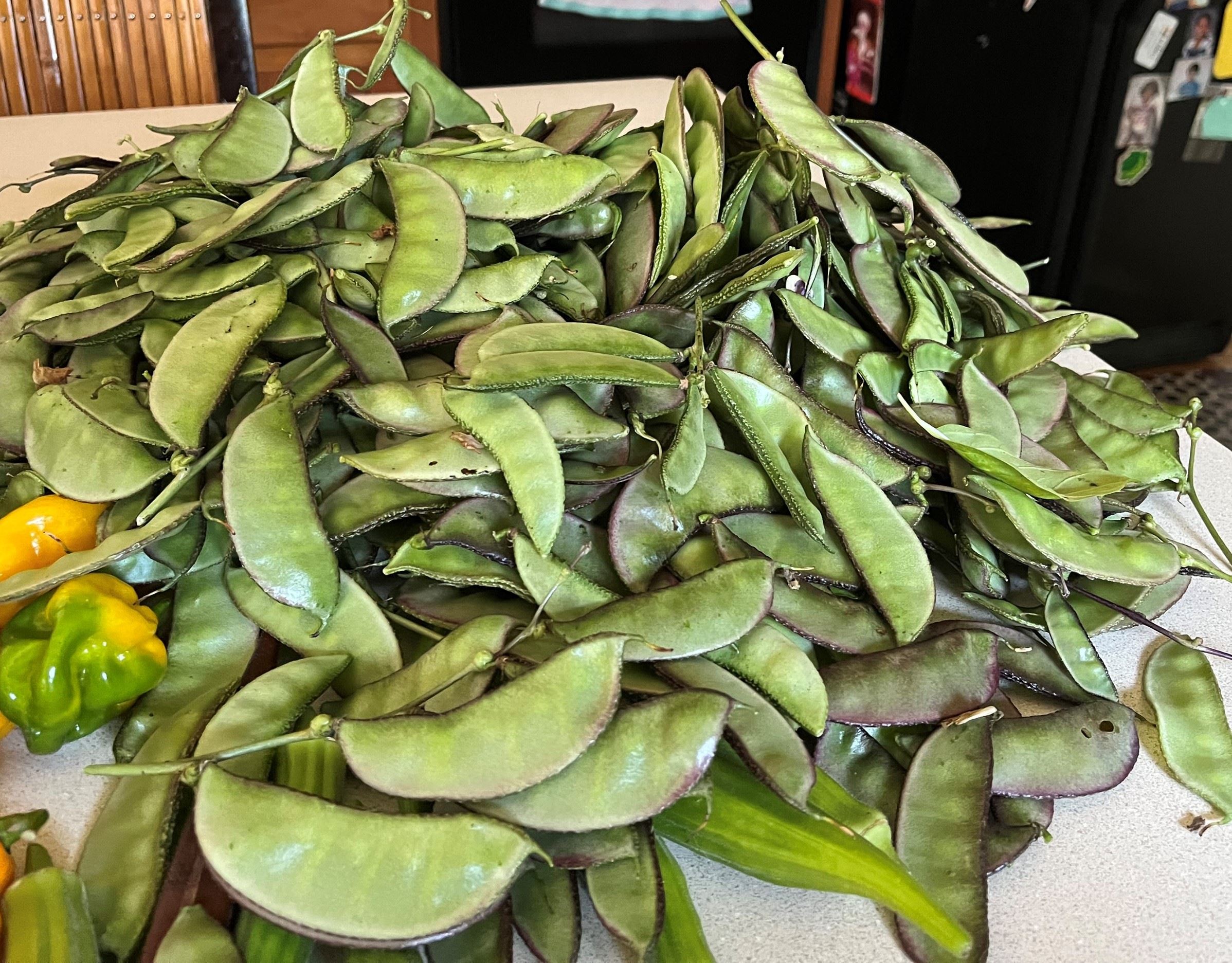 Harvest Beans 2023-2