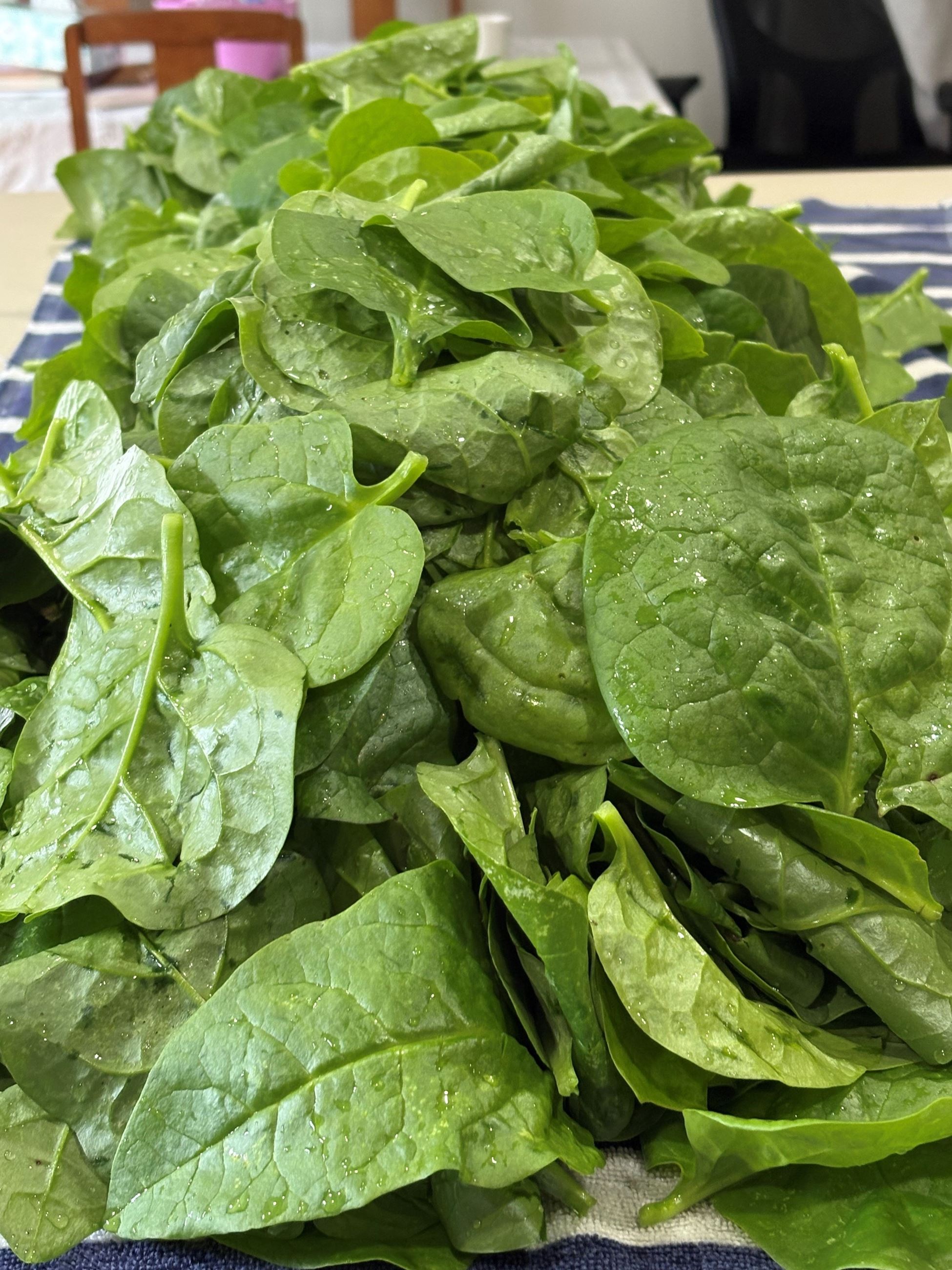 Summer 2025 spinach