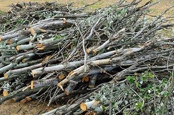 Curbside Brush Pickup